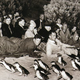 Illustration for article titled How one community brought these cute penguins back from extinction
